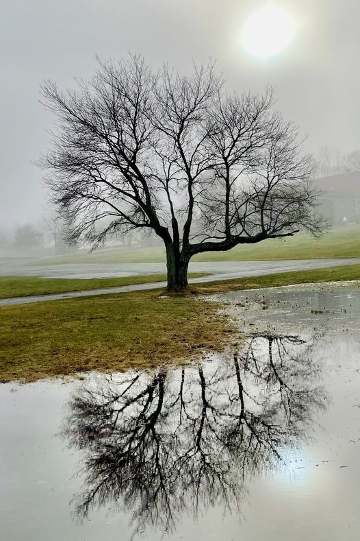 In una giornata di nebbia, un albero spoglio si riflette in una pozza d’acqua stanante sul terreno (foto di Byron Connell).