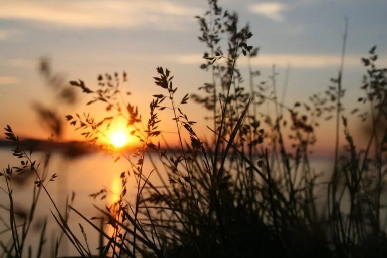 Un suggestivo tramonto dietro dei fili d’erba (foto: Pexels).