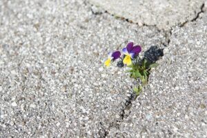Una “coraggiosa e ostinata” viola tricolore fiorisce tra le crepe dell’asfalto.